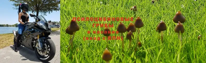 omg как зайти  продажа наркотиков  Новоузенск  Галлюциногенные грибы Psilocybine cubensis 